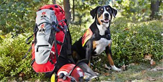 德國漢堡，在這里你不能夠招惹他們四條腿的朋友