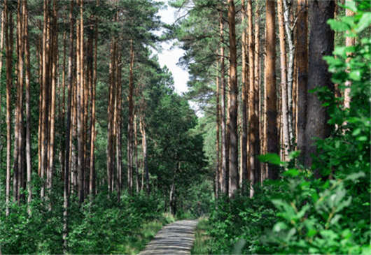德國加入聯盟國家聯盟,為保護環境做更好的措施 德國加入聯盟國家聯盟,為保護環境做更好的措施