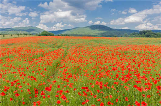 移民政策改革,德國創業移民怎么樣? 移民政策改革,德國創業移民怎么樣?