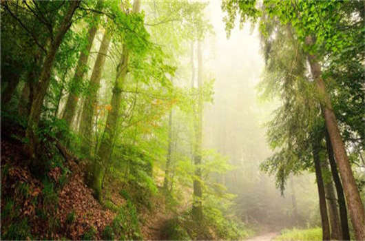 德國移民入籍條件介紹,該如何申請德國永居那? 德國移民入籍條件介紹,該如何申請德國永居那?