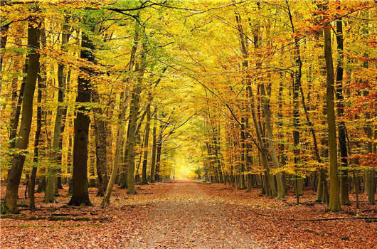 德國這個國家怎么樣?德國移民的優(yōu)勢好不好? 德國這個國家怎么樣?德國移民的優(yōu)勢好不好?